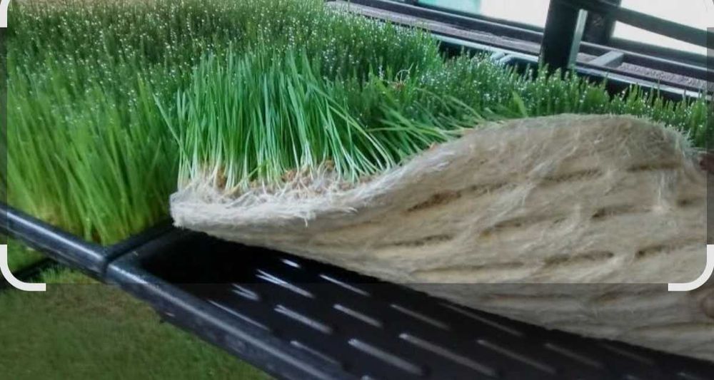 Продам гидропонный корм