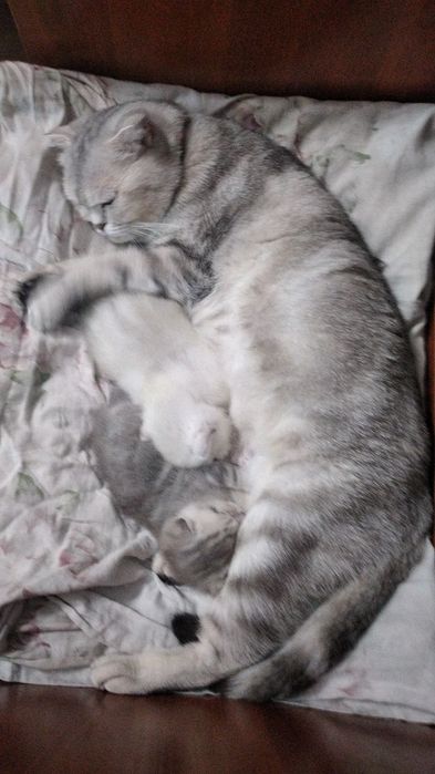 Продам котят.  Не дорого.