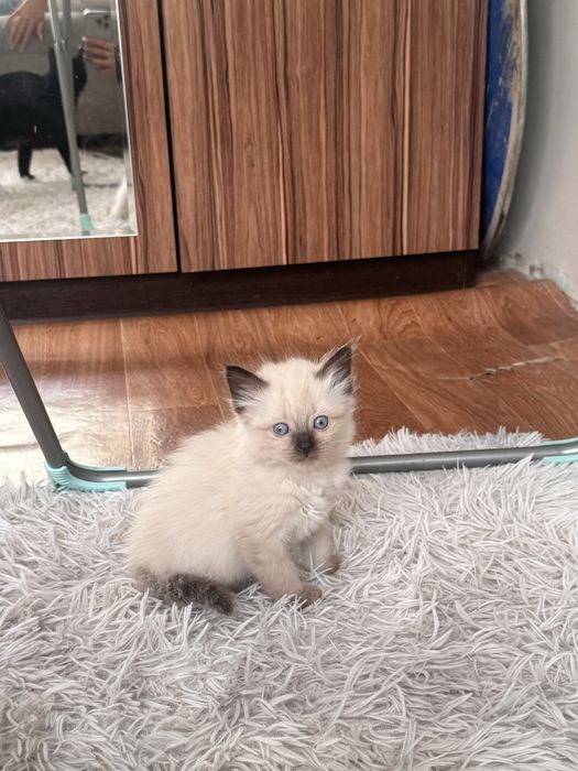 Котенок в хорошие руки
