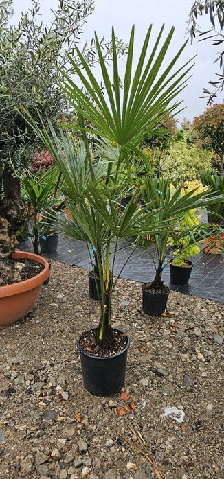 Palmieri - Photinia- eunomius- Leylandi