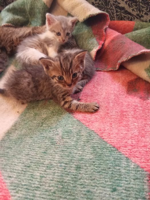 Отдам котят хорошие руки