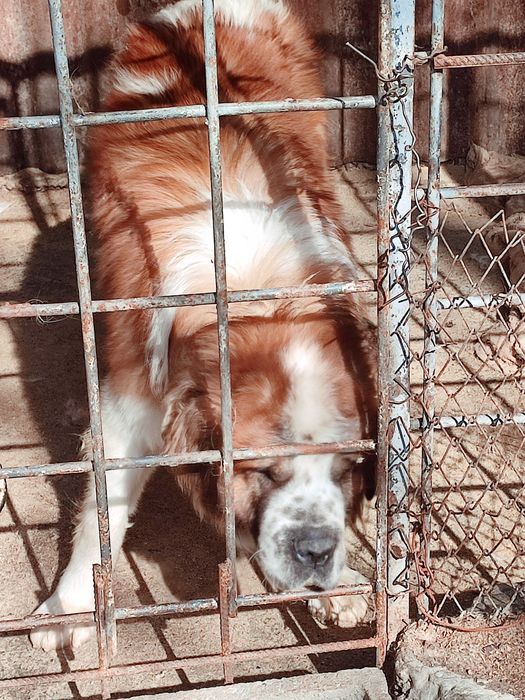 Щенки московской сторожевой