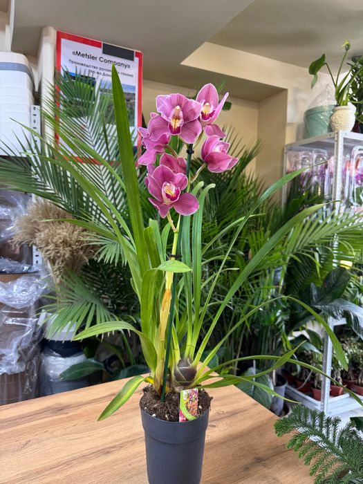 Цимбидиум. Орхидея