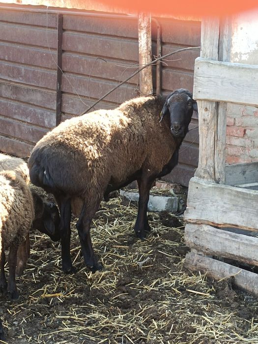 Продам барана на племя