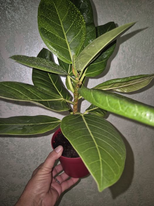 Домашние растения