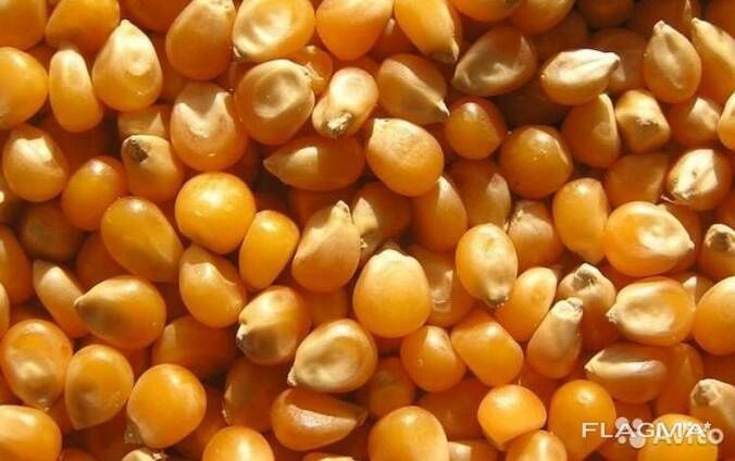 Tozalangan makka joʻxori doni