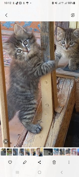 Котята шотландские