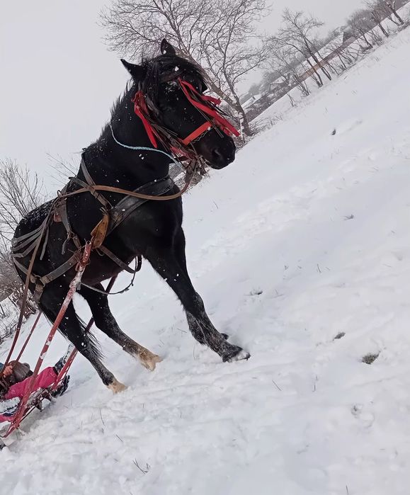 Cal castrat de vanzare