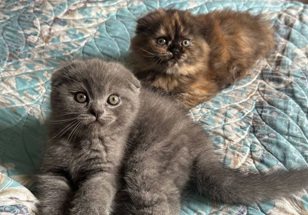 Продаётся вислоухая котята