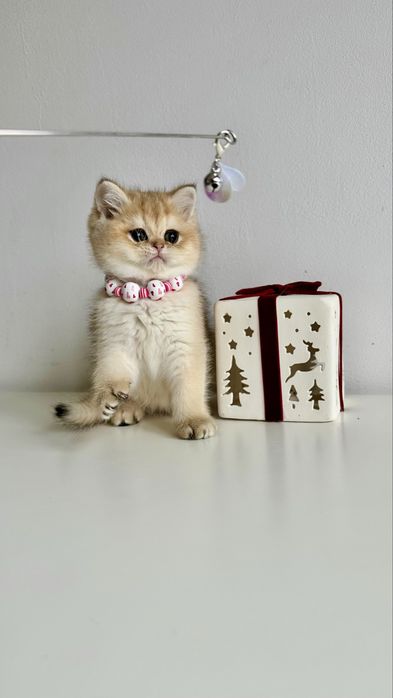 Fetita British Shorthair Chinchilla Gold - Certificat Pedigree