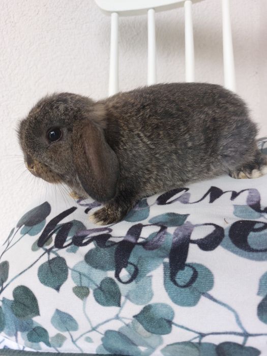 Iepure,pui rasa pitica holland lop
