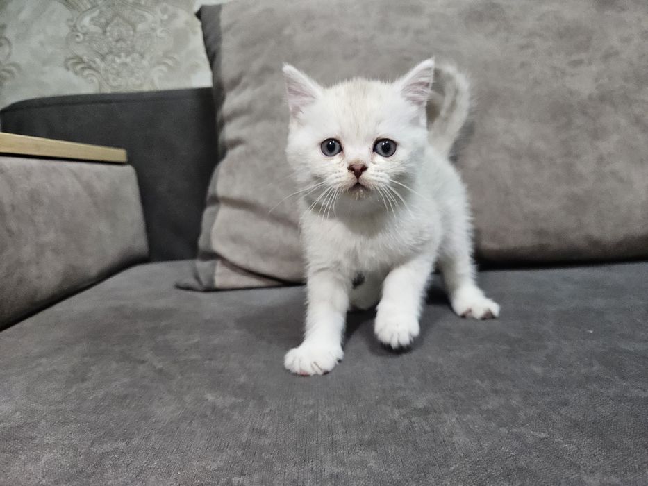 Котята скотиш страйт
