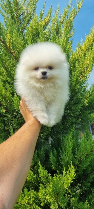 Померан момчета ..