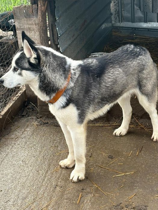Husky siberian  băiat