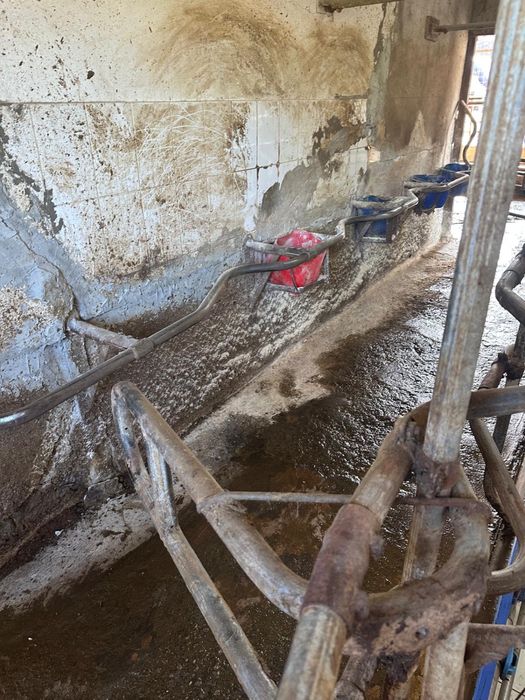 Sala de muls Polanes