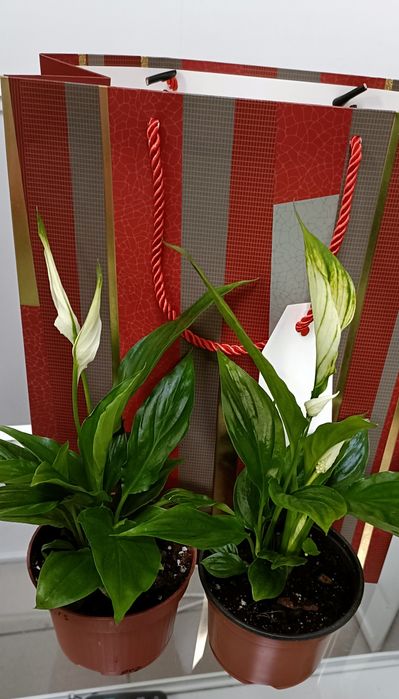 Женское счастье:2000 тенге