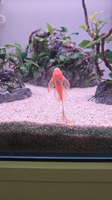 Pereche axolotl si 6 ancistrusi