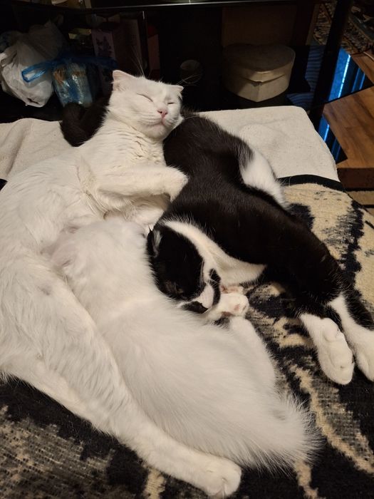 Котик Вислоухий шотландец