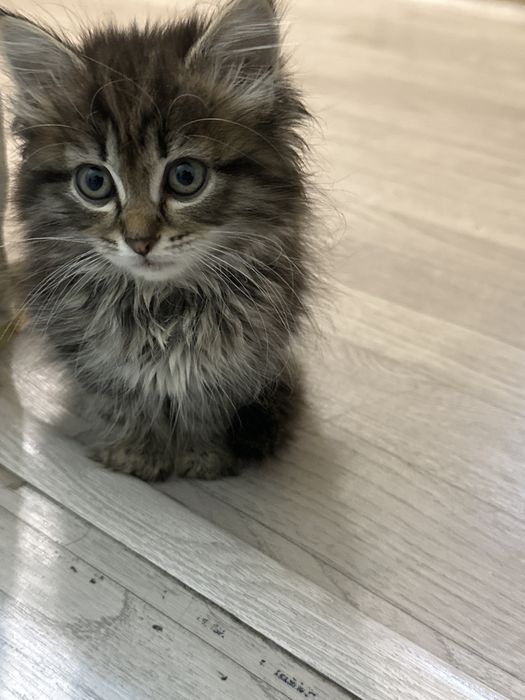 Отдам котенка в хорошие руки