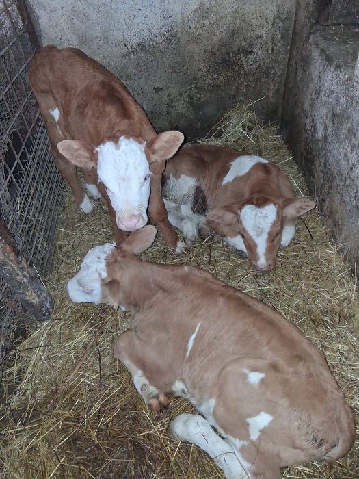 Vite de vânzare de doua luni