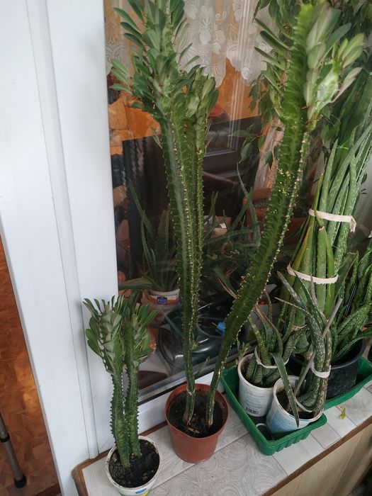 Продам Алоэ , Мелисса , Толстянка , Фикус.