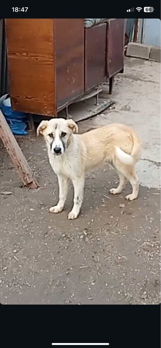 Собаки срочно  для хозяйства здоровые привитые