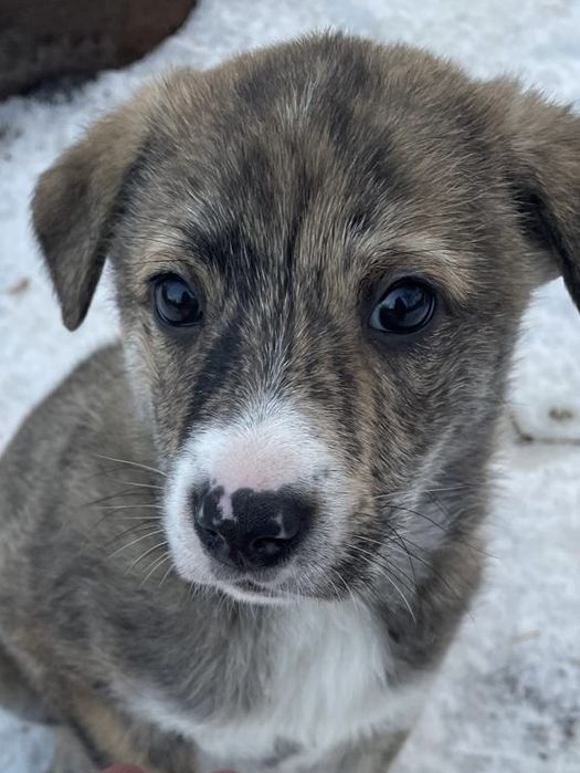 Ищем щенятам любящие семьи!