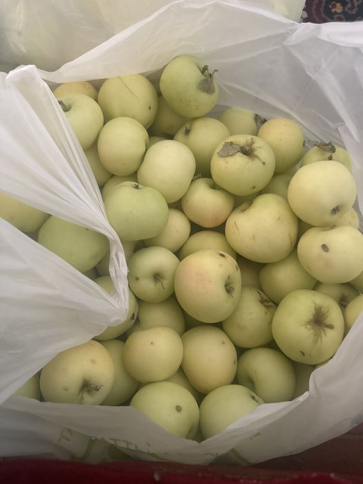 Яблоки с  ауыла Кайнарө