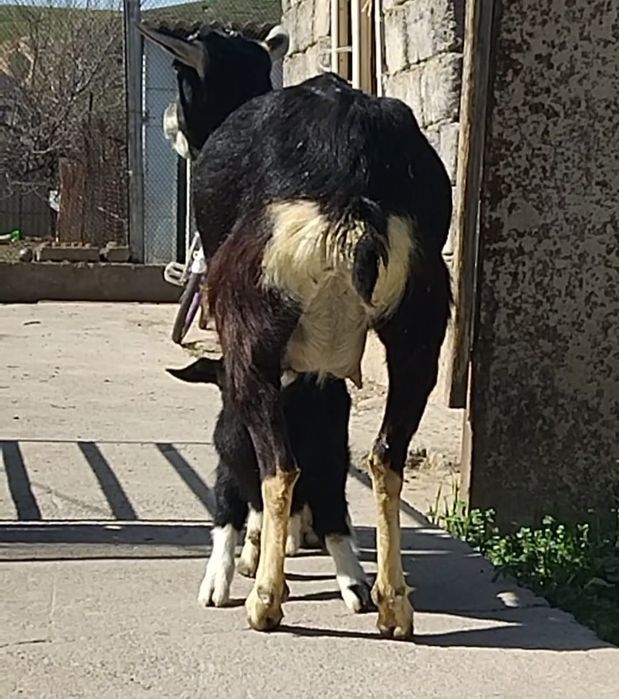 Альпийский сангу ешкі сатылады