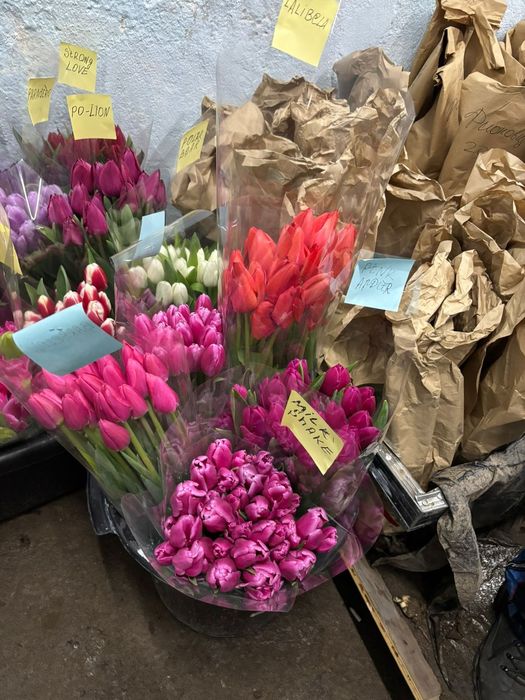 ТЮЛЬПАНЫ!!! Талдықорған!