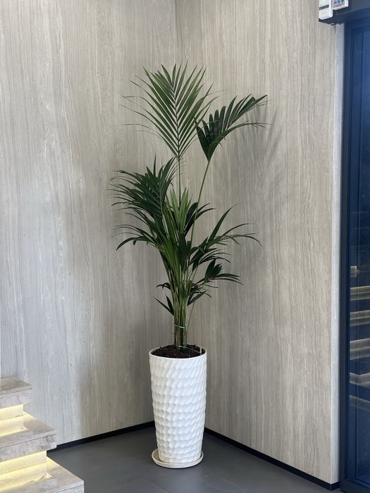 Растения для офисов и ресторанов от поставщиков