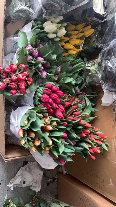 Тюльпаны голандские