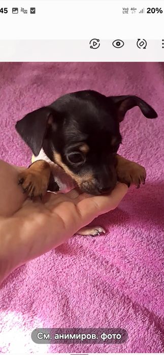 Продам мини тойчика