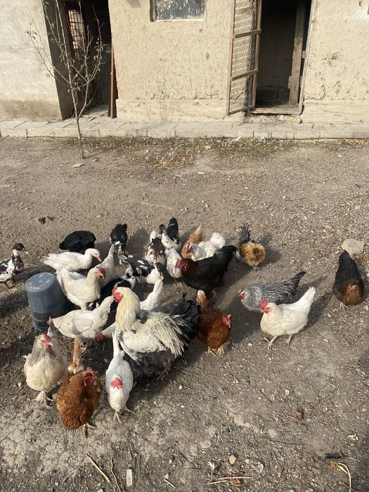 Продам курей шипуны 2000