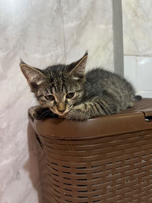 Котята ищут свой дом