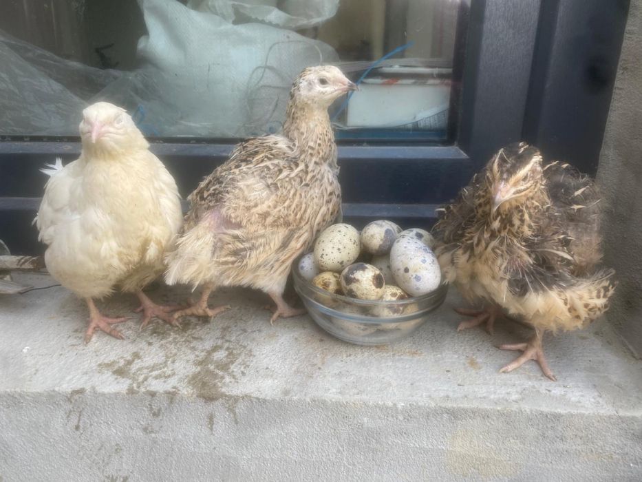 Oua prepelite pentru incubat