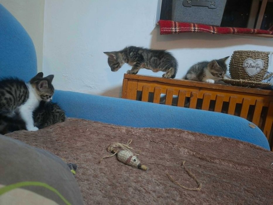 Подарявам котета