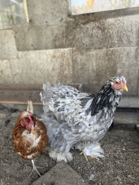 Продам инкубационные яйца