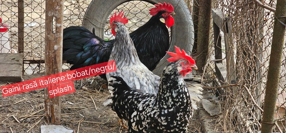 Gaini italiene bobat pe negru!