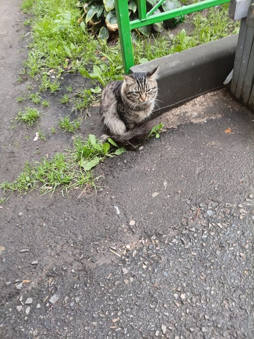 Отдадим кота в добрые руки