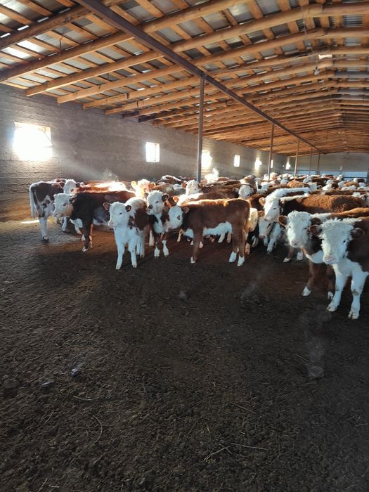 Ақбас подсостар сатылады. Ұрғашы.