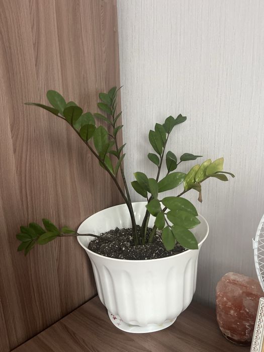 Продается комнатные растения