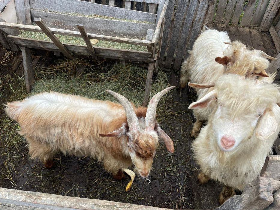 Vând 3 țapi mari