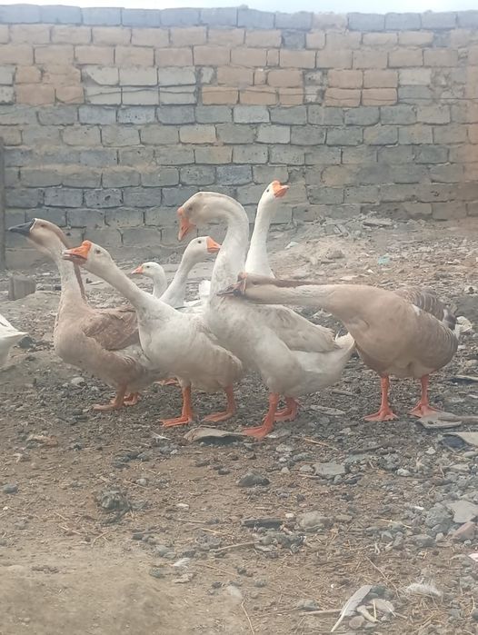 Срочно продам гусей 10штук