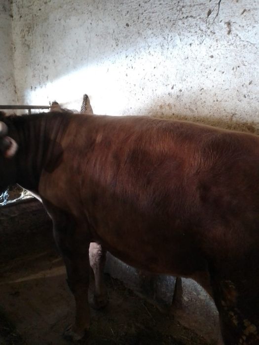 Продам быка племенной