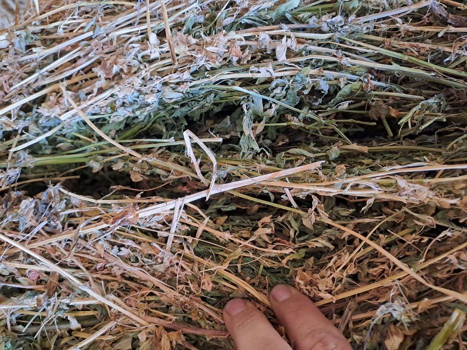 Balotat lucernă trifoi ghizdei