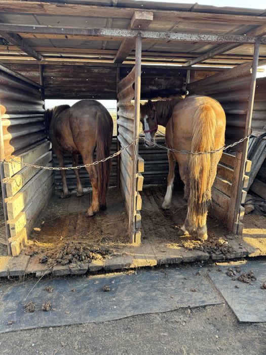 Продам согым! Продам согым!