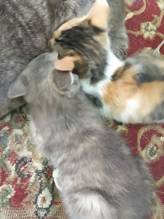 Отдам милых котят в добрые руки
