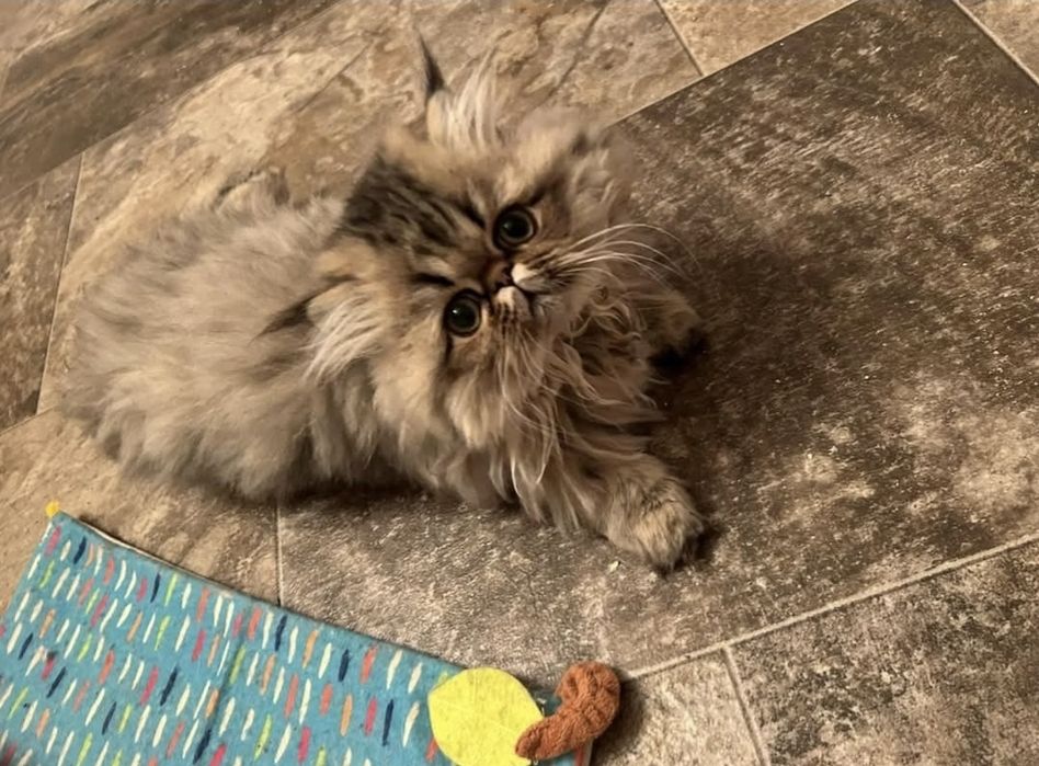 Persana chinchilla golden