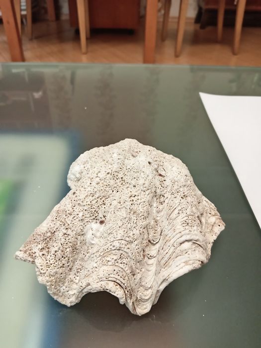 Ракушка коралл крупная